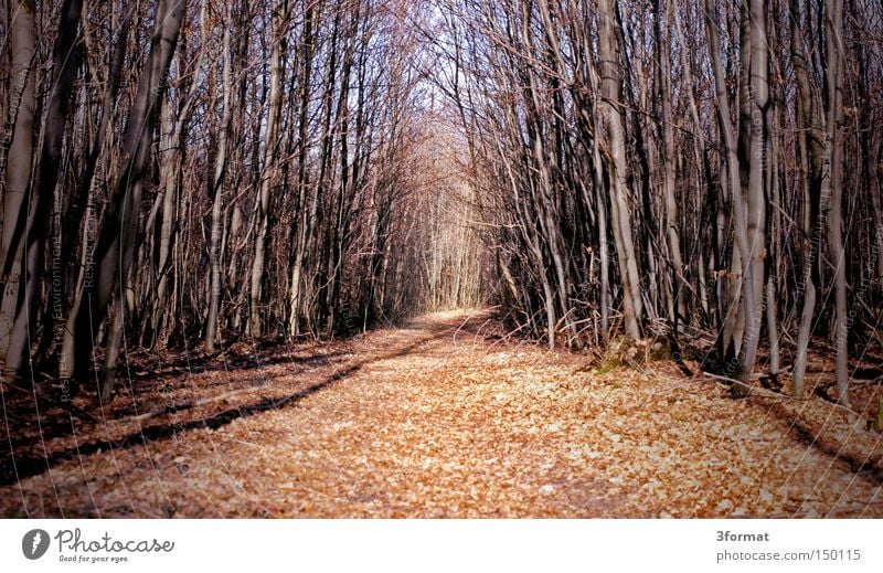forest path Forest Lanes & trails Footpath Winter Autumn Badlands Bleak Panic Doomed Fairy tale Dream Target Fear 3format