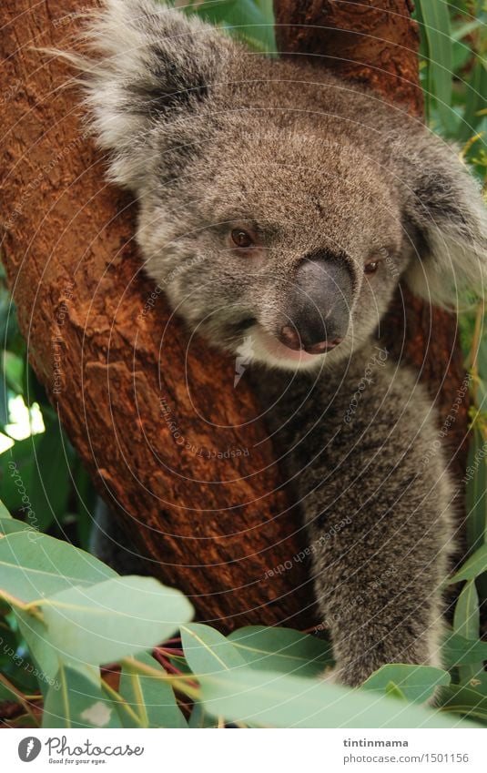 koala staring at you on the tree Animal Wild animal Animal face Zoo Koala 1 Observe Think Freeze Hang Smiling Looking Sit Friendliness Happiness Happy Curiosity