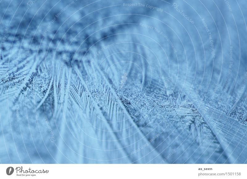 ice needles Harmonious Senses Calm Meditation Winter New Year's Eve Art Environment Nature Water Climate Climate change Ice Frost Freeze Glittering Esthetic