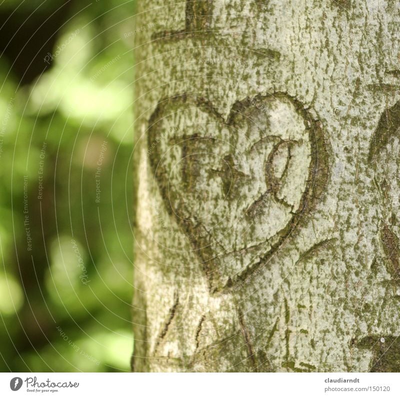 Courageous Heart Love Symbols and metaphors Sign Tree Tree bark Carve Furrow Letters (alphabet) Information Infatuation Novella Romance love story