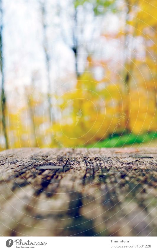 Sit. Environment Nature Autumn Beautiful weather Grass Forest Wooden bench Bright Yellow Green Relaxation Shallow depth of field Colour photo Exterior shot