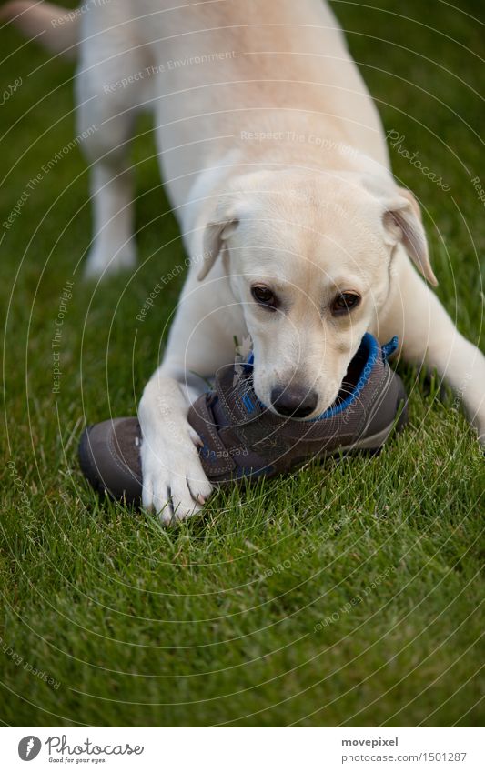 Dog with shoe fetish Spring Summer Garden Meadow Footwear Animal Pet Paw 1 Baby animal Toys Playing Delicious Curiosity Love of animals Innocent Labrador