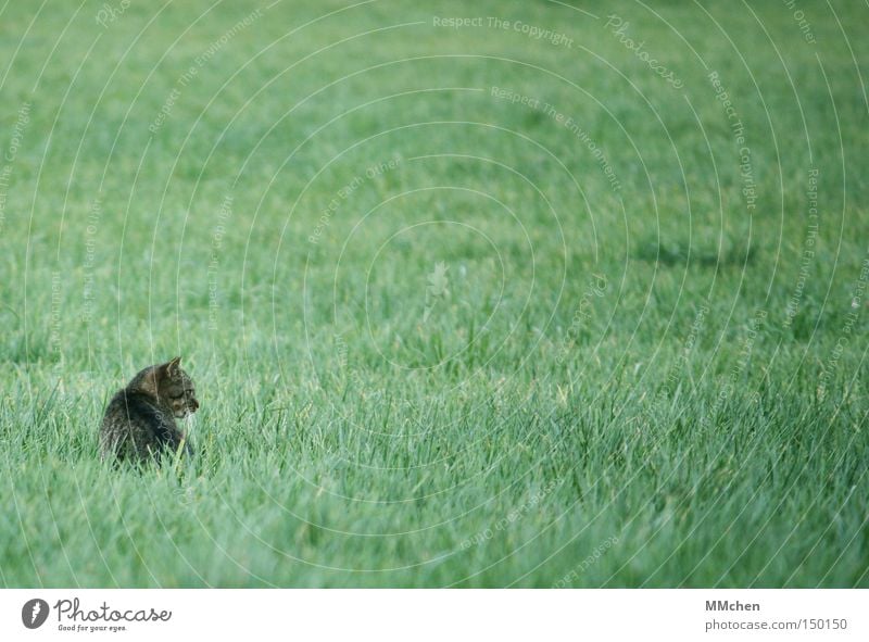 skulker Cat Grass Hidden Hiding place Hide Prey Foray Pet Watchfulness Mouse Autumn Mammal predator