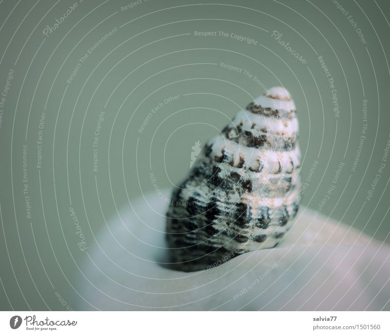beach house Meditation Beach Nature Animal Snail Mussel 1 Small Maritime Naked Round Town Brown Gray Green Loneliness Uniqueness Protection Spiral