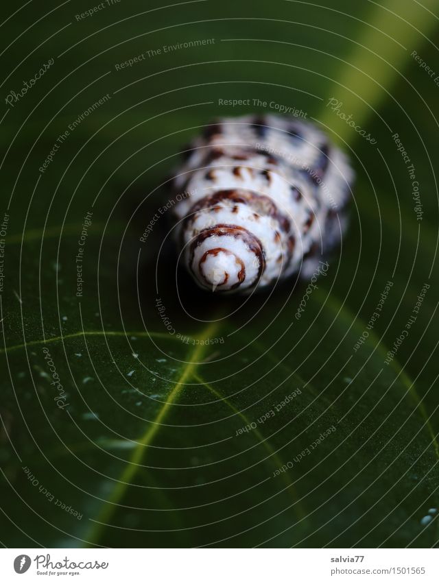 contrast Animal Plant Leaf Rachis Leaf green Wild animal Snail Snail shell 1 Brown Green White Calm Design Uniqueness Nature Perspective Contrast