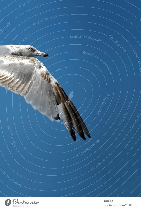 flying weather Seagull Flying Bird Freedom Sky Blue Beak Eyes Pride Peace Gull birds Animal Wing Feather Isolated Image Partially visible Detail