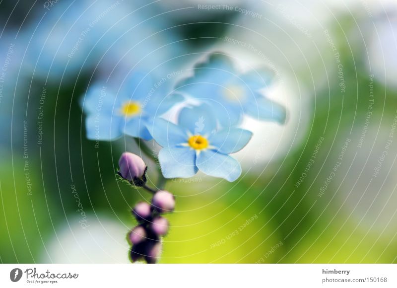 forget my not Forget-me-not Flower Blossom Botany Plant Floristry Invitation Joy Surprise Spring Background picture Park