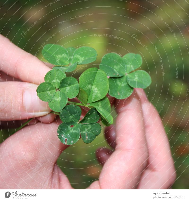 Enough luck for everyone Happy Clover Cloverleaf Green Hand Meadow Nature Harvest Slovenia Thank you very much Success Joy Summer