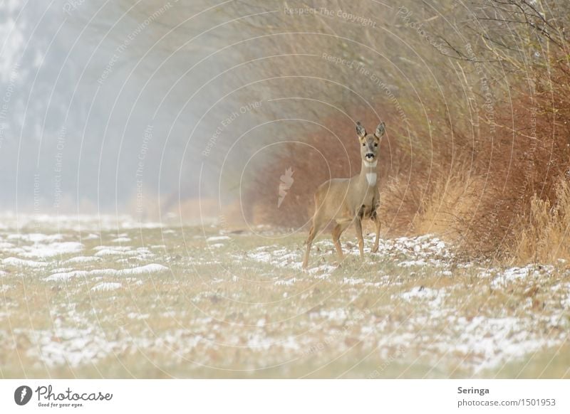 Deer lurking in the morning mist Nature Plant Animal Winter Fog Ice Frost Snow Meadow Field Wild animal Animal face Pelt Animal tracks Roe deer 1 To feed