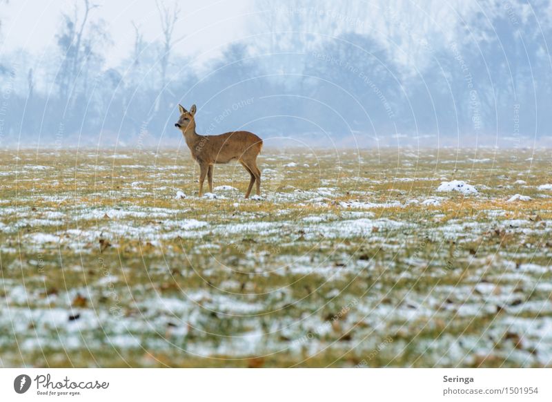 Lonely deer in the cold Nature Landscape Plant Animal Winter Fog Ice Frost Snow Meadow Field Forest Wild animal Animal face Pelt Roe deer 1 Stand