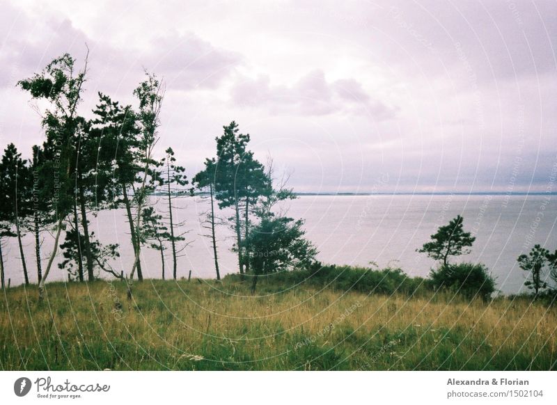 Samsø Environment Nature Landscape Plant Elements Earth Air Water Sky Clouds Summer Beautiful weather Tree Grass Bushes Coast Baltic Sea Island Adventure Pure