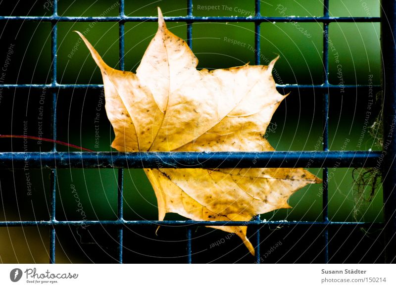 be in a tight squeeze Leaf Autumn Zoo Grating Penitentiary Captured Animal Maple leaf Tree Winter Cage Detail