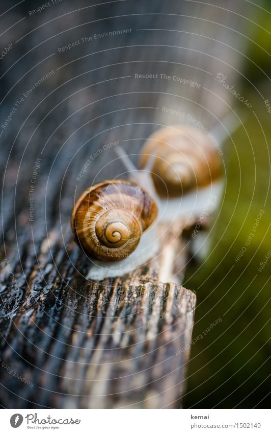 Follow me inconspicuously. Trip Animal Wild animal Snail Snail shell Vineyard snail Large garden snail shell 2 Pair of animals Crawl Sit Authentic Together