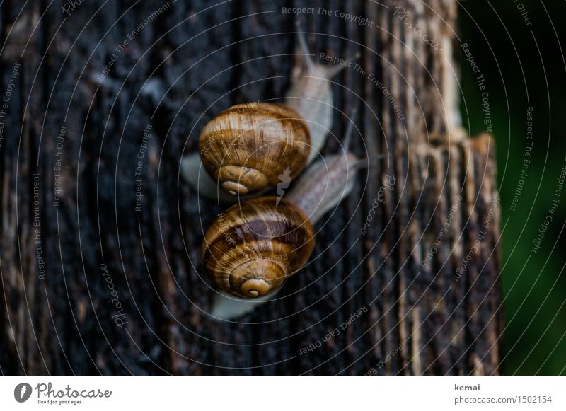 be together Animal Wild animal Snail Vineyard snail Large garden snail shell 2 Texture of wood Surface structure Wood Crawl Sit Authentic Dark Glittering Slimy