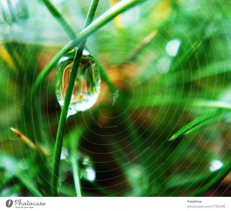 thawed Meadow Lawn Drops of water Water Grass Rain Earth Blade of grass Calm Smooth Wet Winter Spring Autumn