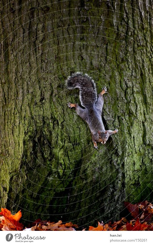 grey squirrels Climbing Stick Squirrel Animal Tree Tree bark Leaf Looking False Mammal head down