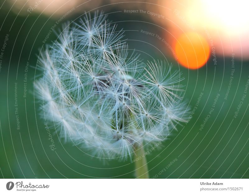 Dandelion in the evening light Art Nature Plant Sun Sunrise Sunset Summer Beautiful weather Flower Blossom Wild plant Seed Meadow Field Faded Authentic Natural