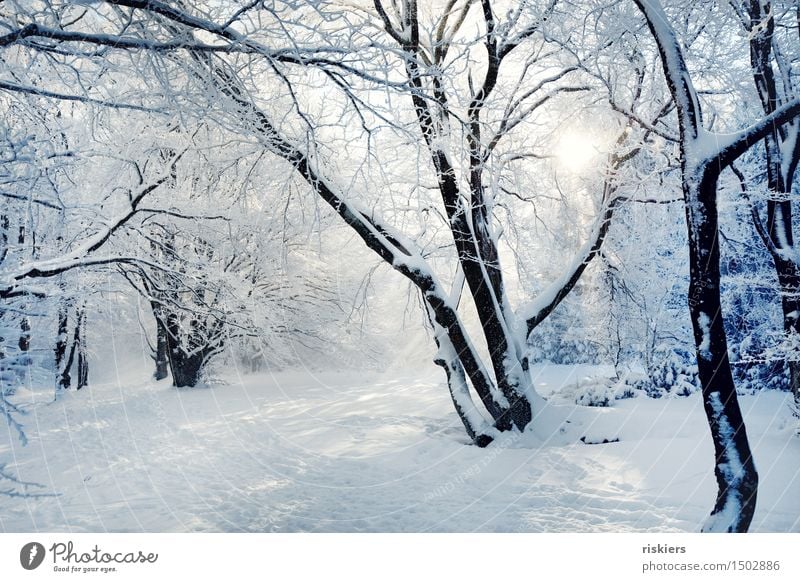 winter's tale Environment Nature Landscape Sun Winter Beautiful weather Snow Snowfall Forest Calm Loneliness Uniqueness Relaxation Idyll Colour photo