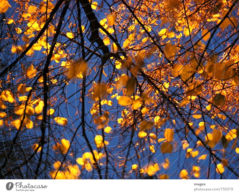 golden leaves Leaf Lime tree Tree Gold Yellow Sky Evening Night Autumn Golden yellow Lighting Beautiful Illuminate