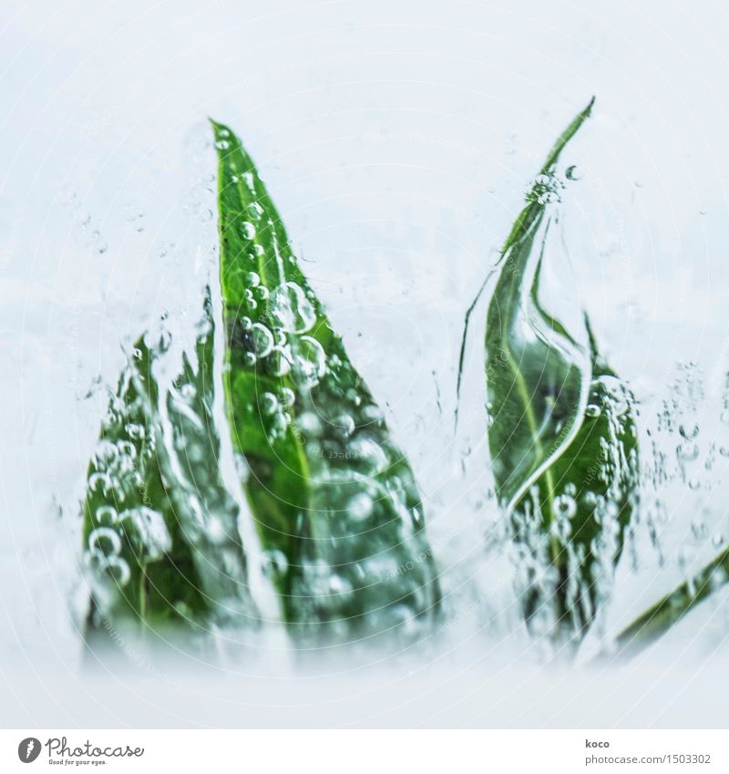 aquatic plant Nature Plant Water Drops of water Rain Leaf Foliage plant Breathe Growth Fluid Cold Wet Natural Clean Point Blue Green White Wellness Air bubble