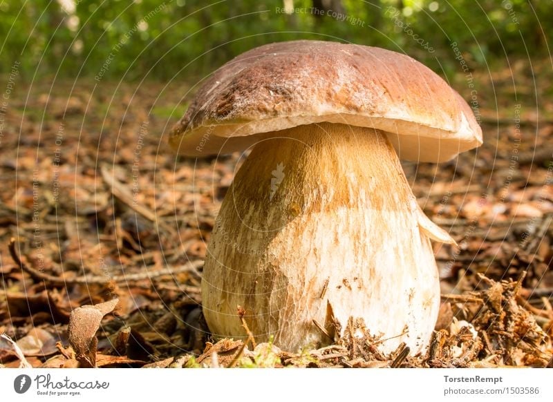 Men's mushroom_025 Environment Nature Plant Summer Autumn Beautiful weather Tree Forest Brown Yellow Green Mushroom mushrooms Boletus forest mushroom