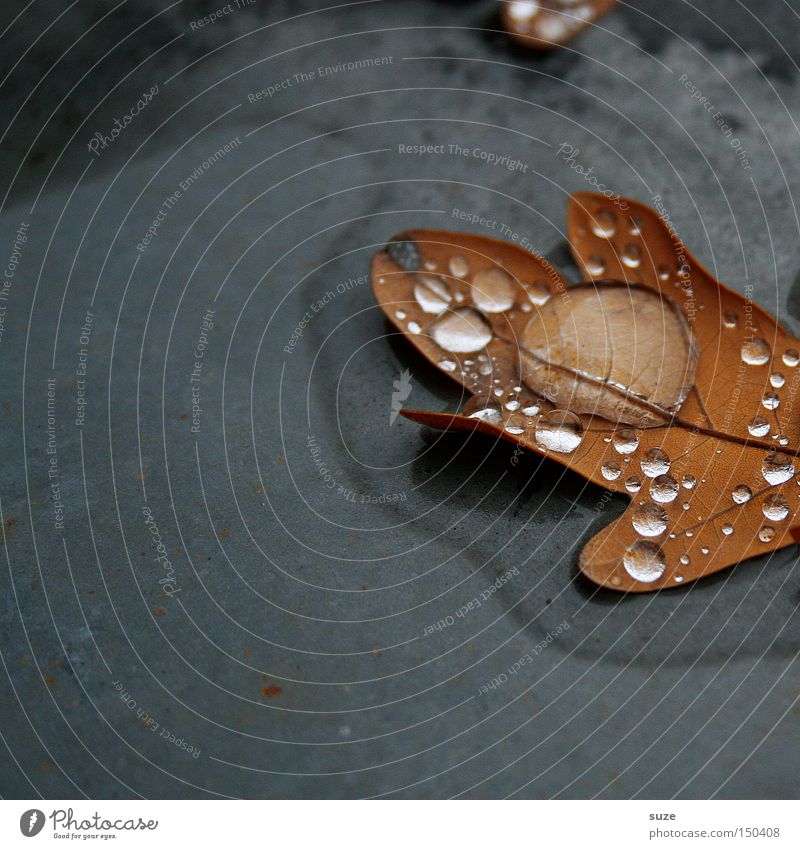 collection point Nature Drops of water Autumn Leaf Brown Transience Oak leaf November Seasons Autumn leaves Fallen Old Gloomy Loneliness Sadness Colour photo