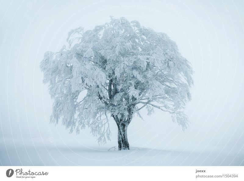 Beautiful white tree, covered with snow, in misty winter landscape Tree Winter Fog Ice Frost Snow Snowfall Large Cold Blue Black White Colour photo