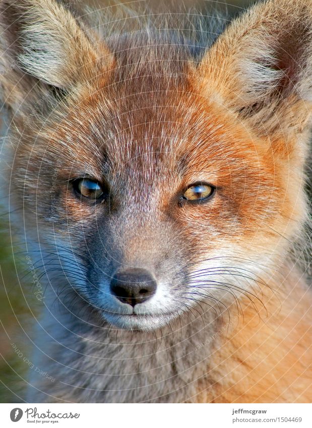 Baby Fox Close Up Nature Animal Meadow Wild animal 1 Baby animal Observe Listening Kneel Sit Beautiful Cuddly Small Colour photo Multicoloured Exterior shot