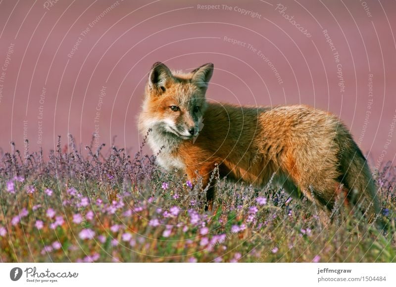Young Red Fox Nature Landscape Plant Animal Beautiful weather Grass Meadow Wild animal 1 Baby animal Observe Listening Hunting Walking Playing Cuddly Small