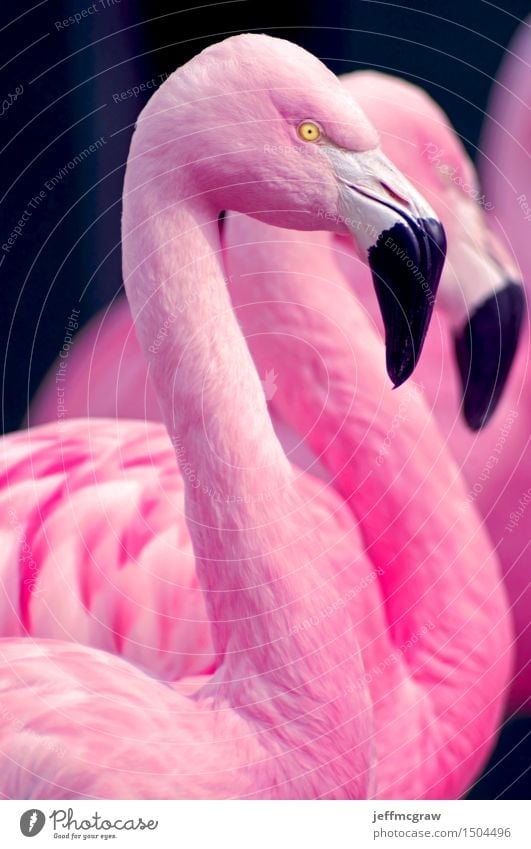 Chilean Flamingo Portrait Animal Pond Pet Wild animal Bird 2 3 Observe Feeding Listening Stand Bright Uniqueness Beautiful Pink Feather colorful Beak Bank note