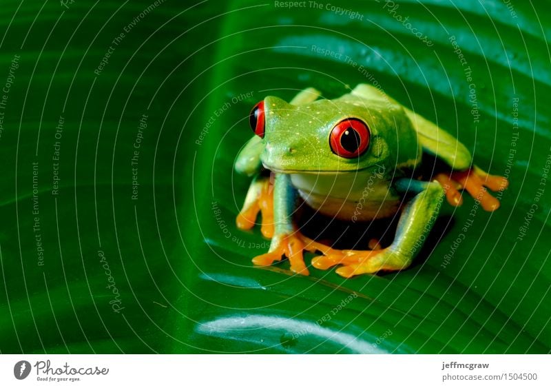 Red Eyed Tree Frog on Giant Leaf Environment Nature Plant Animal Foliage plant Pet Wild animal 1 Crouch Listening Hunting Kneel Colour photo Multicoloured