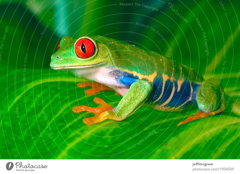 Red Eyed Tree Frog on Leaves Nature Plant Animal Leaf Pet 1 Crouch Listening Hunting Kneel Smiling Colour photo Multicoloured Close-up Detail