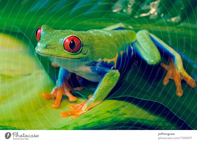 Red Eyed Tree Frog on Leaves Environment Nature Plant Animal Leaf Pet Wild animal 1 Crouch Listening Hunting Kneel Colour photo Multicoloured Close-up Detail