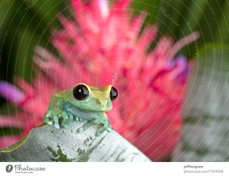 Tree Frog on Leaf Environment Nature Plant Animal Blossom Exotic Pet Wild animal 1 Baby animal Hang Crouch Listening Hunting Colour photo Multicoloured