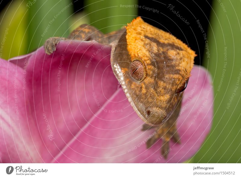 Gecko on Pink Flower Animal Pet Wild animal Animal face Scales 1 Hang Crouch Listening Hunting Crawl Smiling Colour photo Multicoloured Close-up Detail