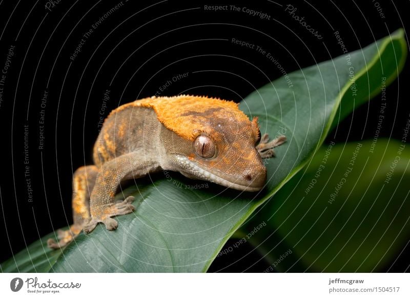 Gecko on Green Leaf Environment Nature Plant Animal Pet Wild animal 1 Hang Crouch Listening Hunting Colour photo Multicoloured Close-up Detail