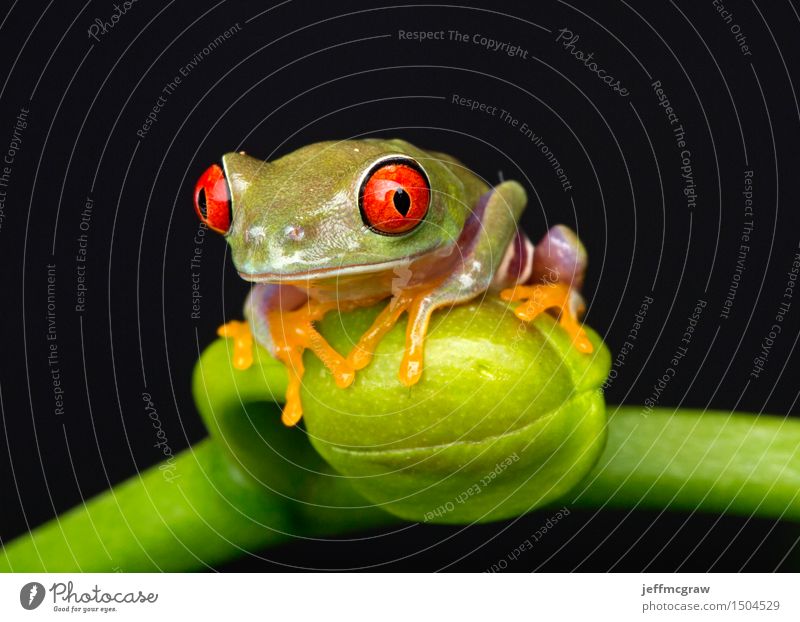 Baby Frog on Flower Bud Environment Nature Plant Animal Exotic Pet Wild animal 1 Baby animal Hang Crouch Listening Colour photo Multicoloured Close-up Detail