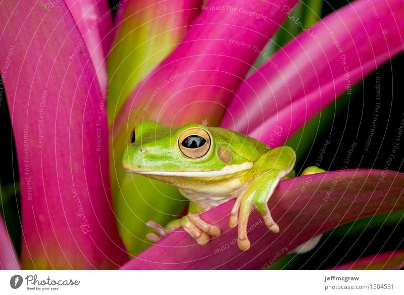 Giant Tree Frog on Colorful Leaves Environment Nature Plant Animal Exotic Pet Wild animal 1 Hang Colour photo Multicoloured Deserted Day Animal portrait Looking