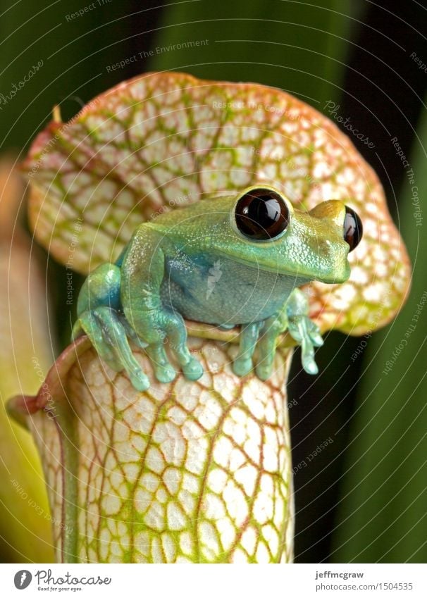Tree Frog on Picther Plant Nature Animal Exotic Pet Wild animal 1 Hang Colour photo Multicoloured Copy Space top Copy Space bottom Animal portrait