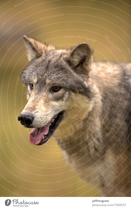 North American Grey Wolf Nature Animal Grass Meadow Wild animal 1 Observe Listening Hunting Walking Beautiful Muscular Colour photo Multicoloured Exterior shot