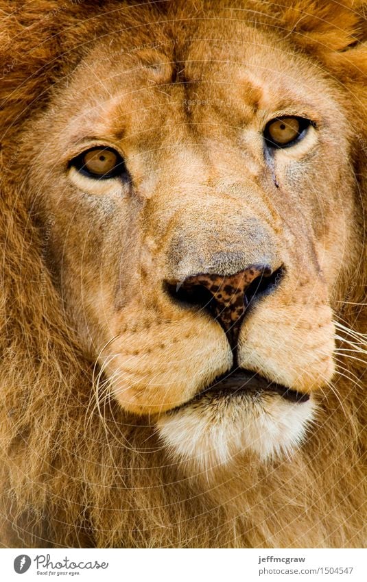 African Lion Animal Wild animal 1 Think Listening Hunting Threat Beautiful Muscular Colour photo Multicoloured Exterior shot Deserted Dawn Day Animal portrait