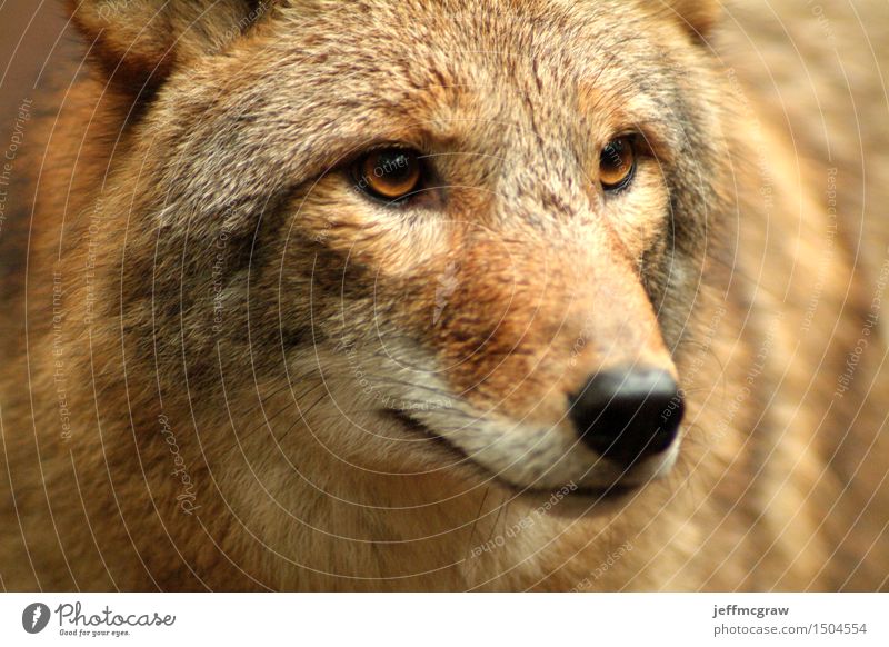 Coyote Close Up Animal Wild animal 1 Observe Think Listening Hunting Wait Cuddly Colour photo Multicoloured Close-up Detail Deserted Dawn Day Animal portrait