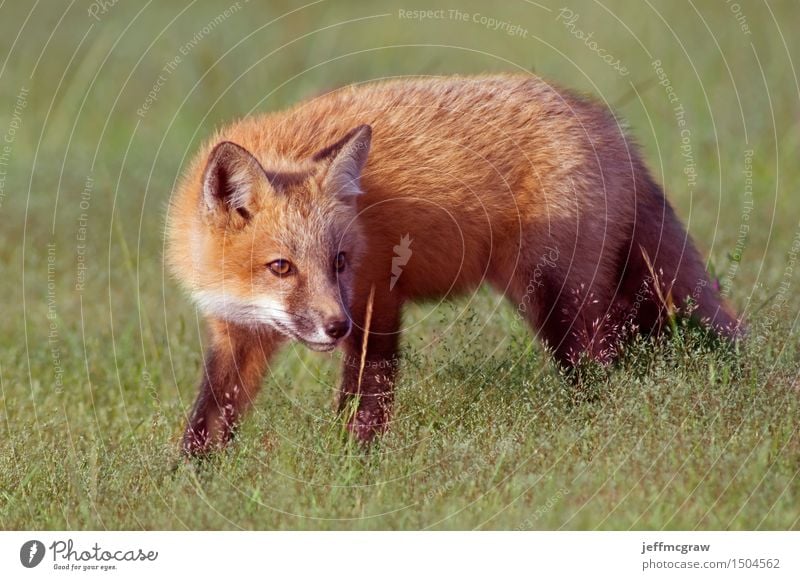 Young Fox Out Exploring Environment Nature Plant Animal Spring Summer Grass Meadow Wild animal 1 Baby animal Crouch Listening Hunting Playing Beautiful Cuddly