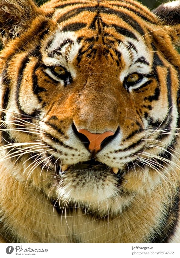 Tiger - a Royalty Free Stock Photo from Photocase