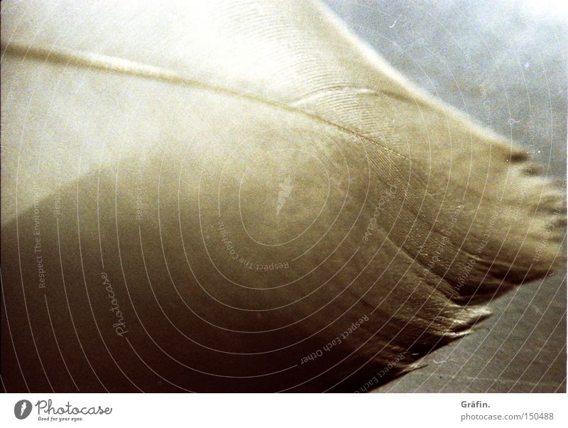 nib Macro (Extreme close-up) White Delicate Light Sun Bird Swan Close-up Feather Flying To fall Detail