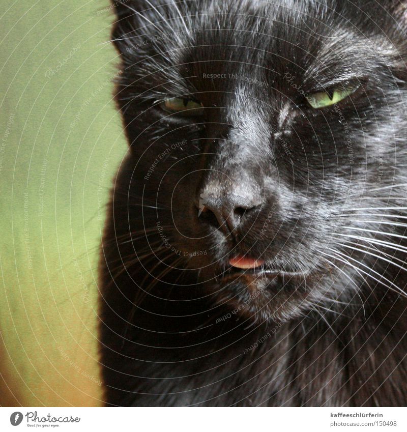 Liège Cat Black Tongue Bah Green Pelt Head Whisker Mammal