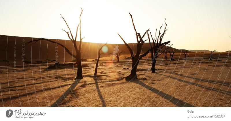 Dead Vlei Desert Tree Death The Grim Reaper Dry Shadow Branchage Namibia Sossusvlei Namib desert Loneliness Land Feature Africa Crack & Rip & Tear