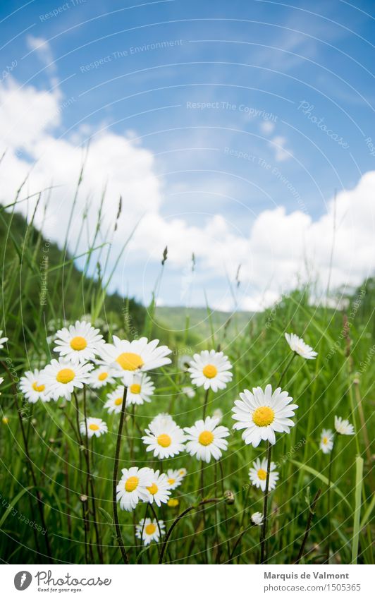 idyll Landscape Plant Sky Clouds Spring Beautiful weather Flower Grass Marguerite Meadow Alps Mountain Fragrance Friendliness Happiness Fresh Bright Natural