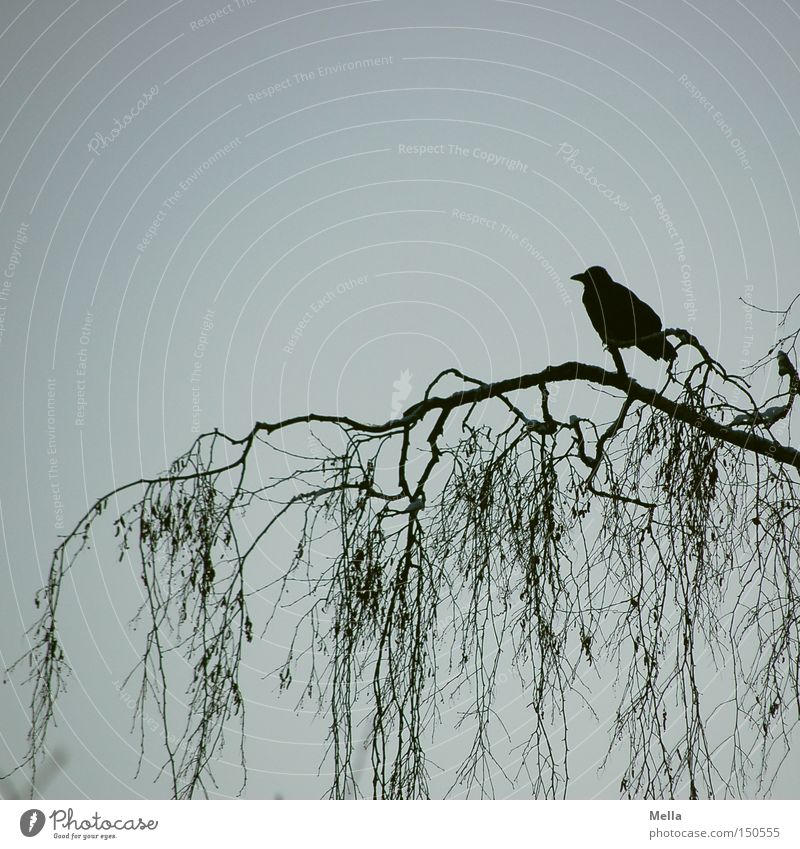 on one's own Environment Nature Tree Branch Animal Bird Crow 1 Natural Blue Black Branchage Silhouette Colour photo Exterior shot Deserted Copy Space top