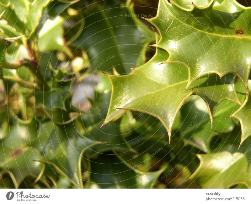 holly Ilex Plant Green Leaf Environmental protection Blur reflection
